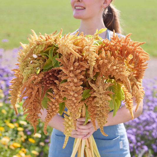 Person holding a large bouquet of amaranth Autumn Touch with a blurred natural background