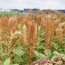 Close-up of a vibrant amaranthus autumn touch with reddish-bronze and green leaves, in a garden.
