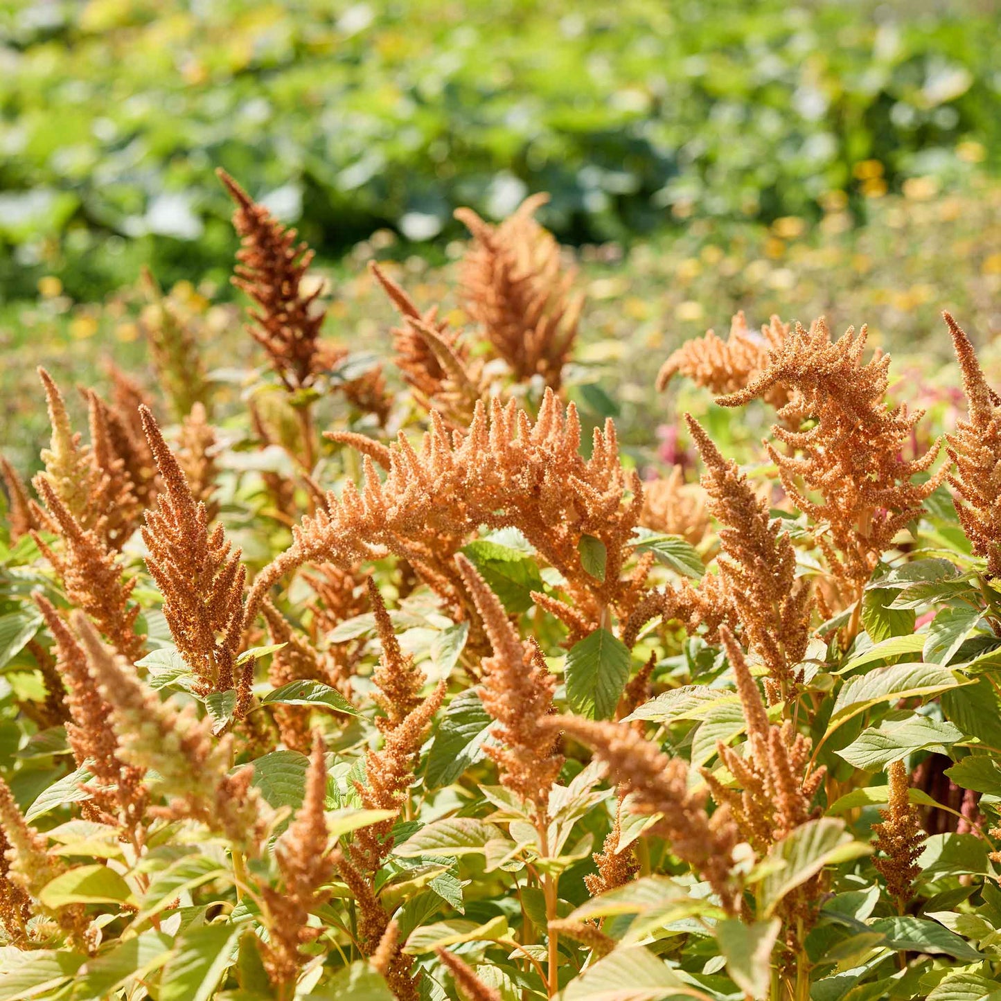 Amaranth Autumn Touch plants with brown heads in a field