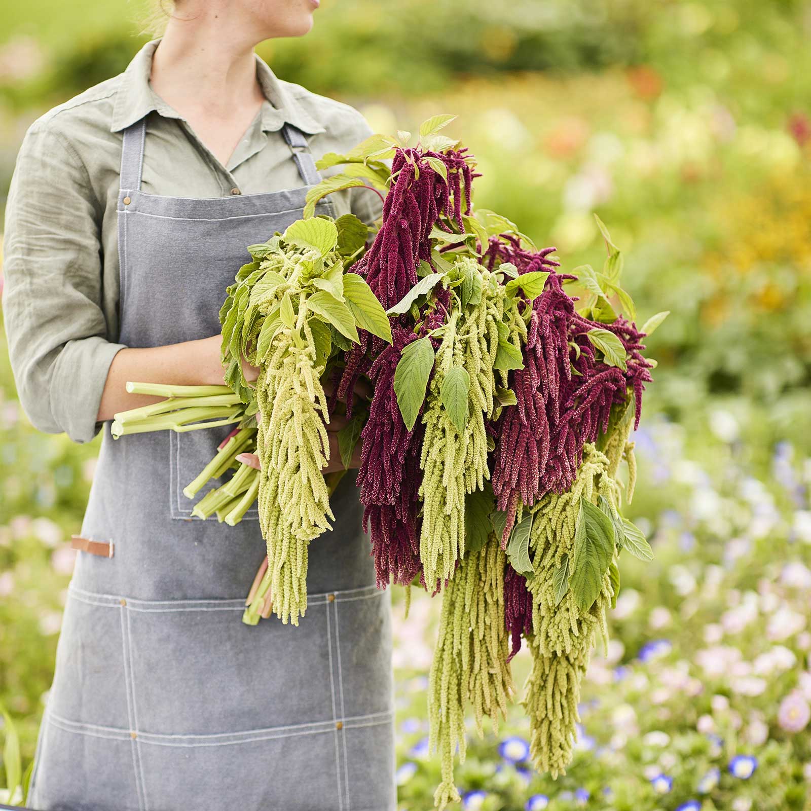 Person holding a bundle of green and purple amaranth plants in a garden setting.