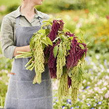 Person holding a bundle of green and purple amaranth plants in a garden setting.