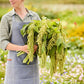 Person holding a bundle of green amaranths in an outdoor setting