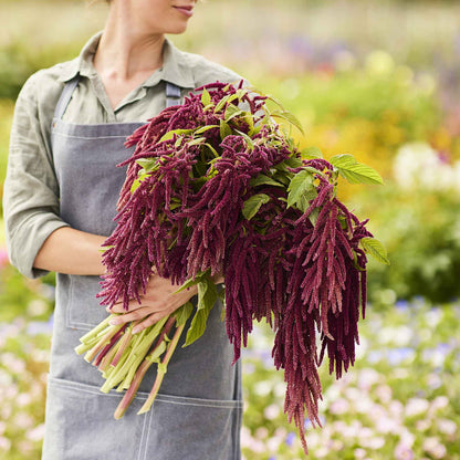 Person holding a bundle of purple amaranth in a garden setting