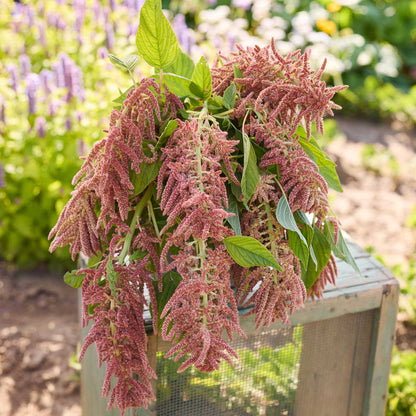 A potted plant of amaranth coral fountain flowers with dense, feathery pinkish-red seed heads and green leaves, displayed on a wooden crate in a garden setting.