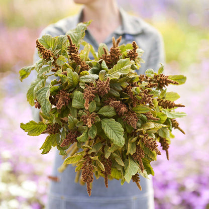 A person holding a bouquet of amaranthus hot biscuits in a blurred natural setting