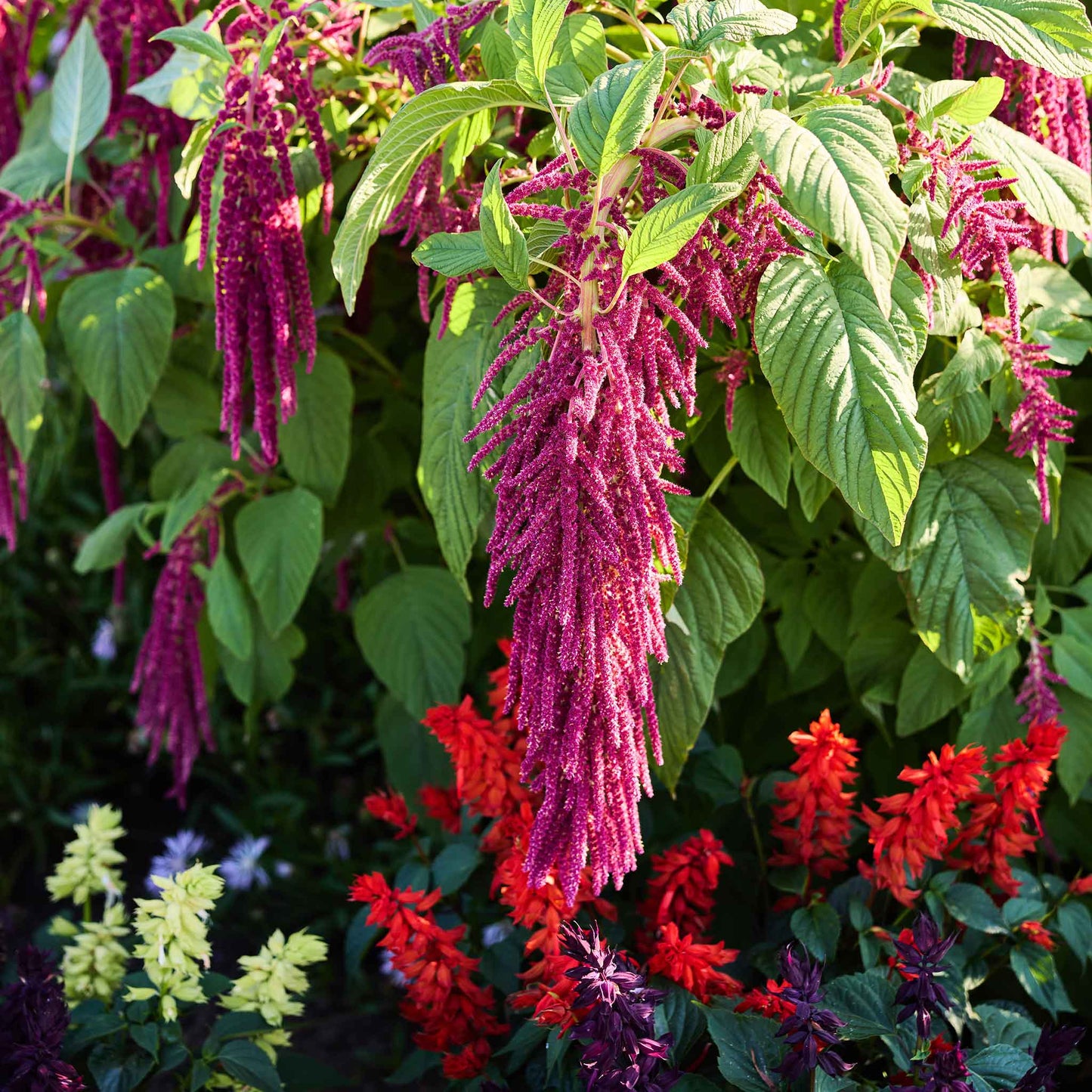Hanging love lies bleeding red flowers with green leaves