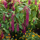 Hanging love lies bleeding red flowers with green leaves