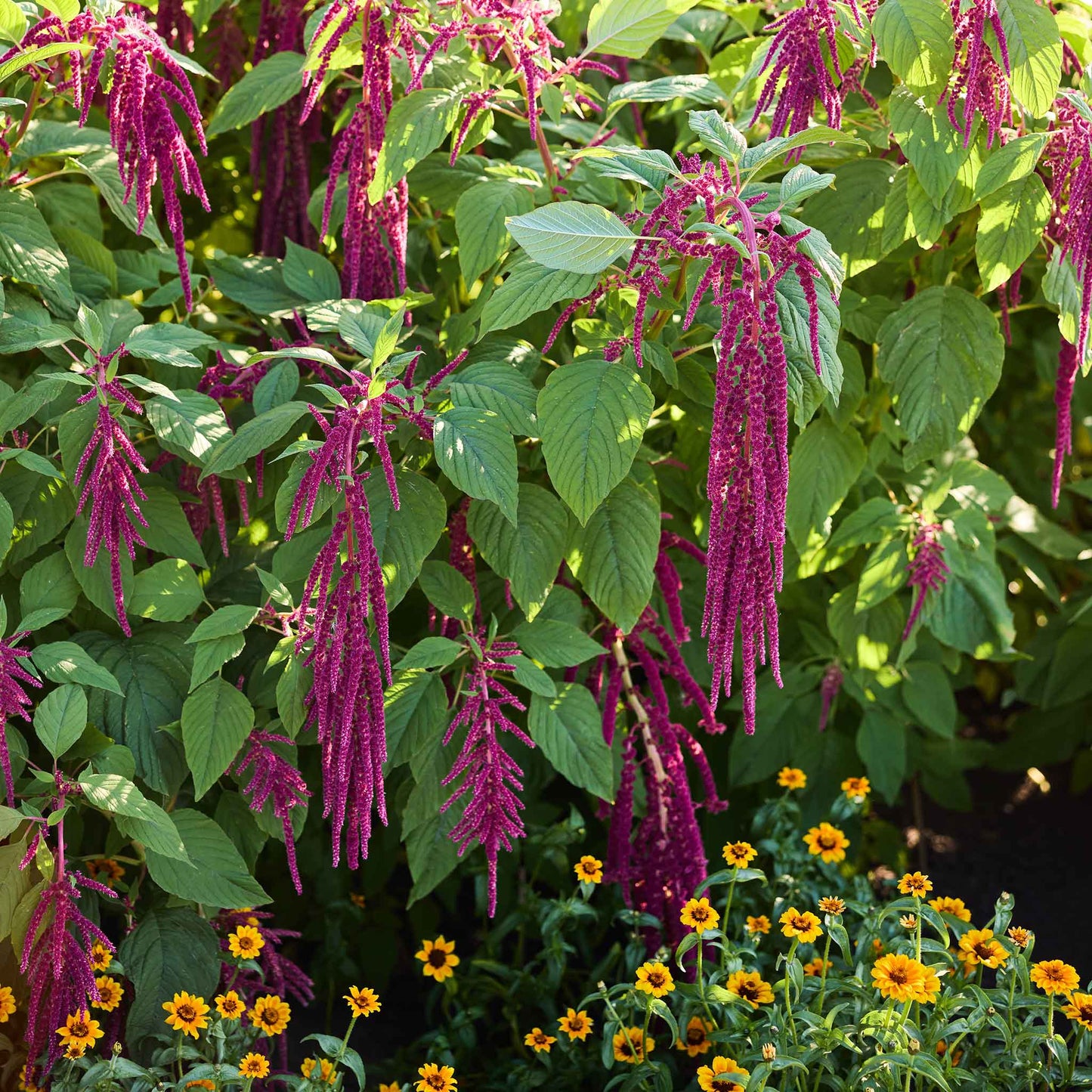 Hanging love lies bleeding red flowers with green leaves