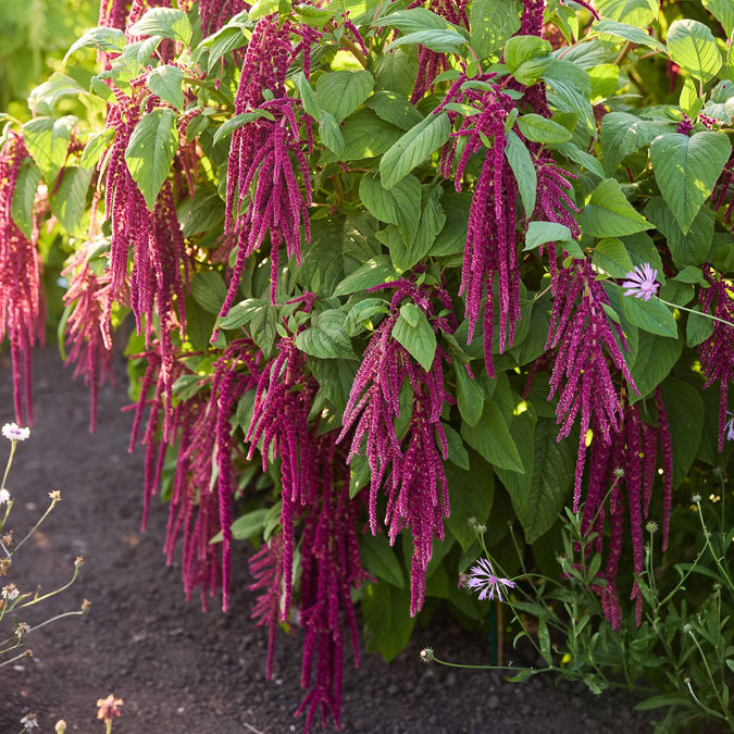 Amaranth Love Lies Bleeding plants with green leaves in a garden setting