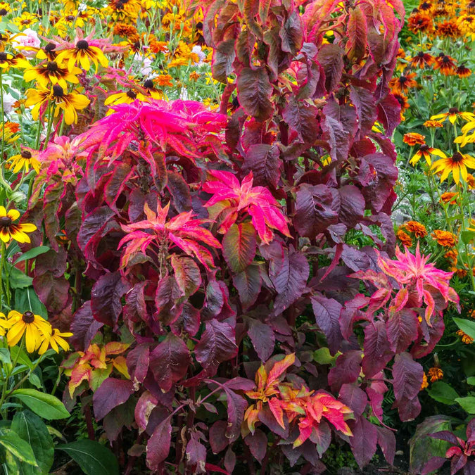 Amaranthus molten fire showing the dard red leaves and growing amongst black eyed susans. 
