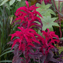 A vibrant red Amaranthus 'Molten Fire' plant in full bloom, showcasing its rich color and dense flower plumes.