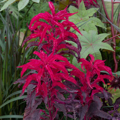 A vibrant red Amaranthus 'Molten Fire' plant in full bloom, showcasing its rich color and dense flower plumes.