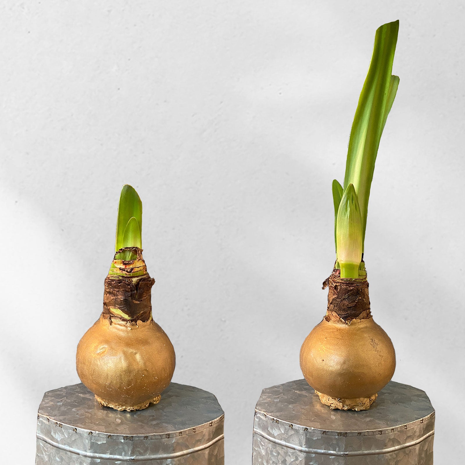 Amaryllis Bulbs Charisma Gold Wax Indoor Flower Bulbs Eden Brothers