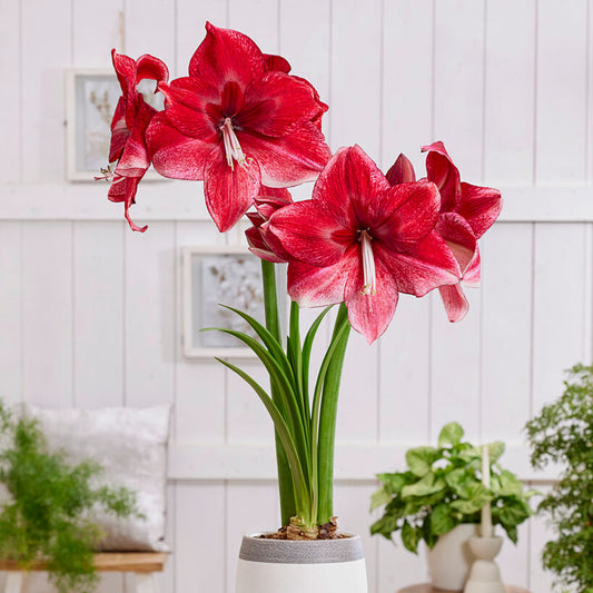 Amaryllis Daphne, a beautiful white and pink flower with delicate petals and a vibrant green stem.