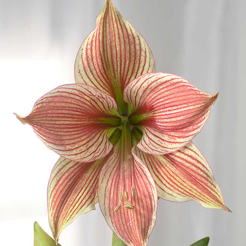 Close up of the Amaryllis Exotic Star bloom with red and white thin stripes against a grey background | copyright: Floramedia UK Ltd