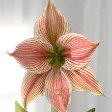 Close up of the Amaryllis Exotic Star bloom with red and white thin stripes against a grey background | copyright: Floramedia UK Ltd