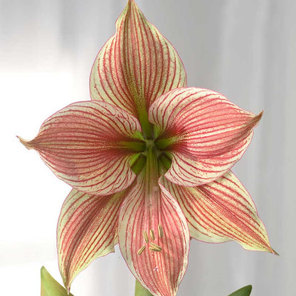 Close up of the Amaryllis Exotic Star bloom with red and white thin stripes against a grey background | copyright: Floramedia UK Ltd