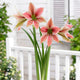 Amaryllis Bulbs - Exotic Star