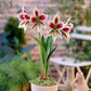 Amaryllis 'Exotic Star' with two red and white striped blooms against a, blurred green background.
