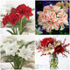 Amaryllis Bulbs - Holiday Mix