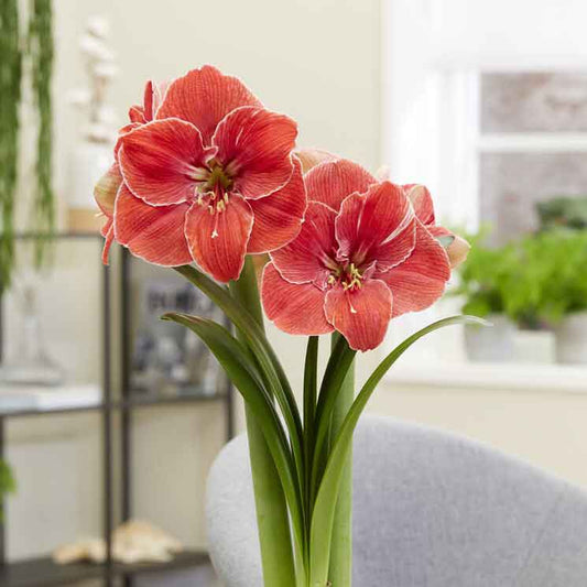 amaryllis magical touch