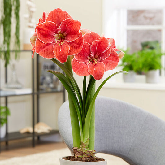 Two light red Amaryllis Magical touch flowers in bloom with green stems.