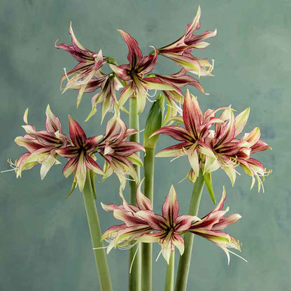 Amaryllis Mystica with delicate red and yellow petals, a green stem, and long green leaves. | copyright: Floramedia UK Ltd