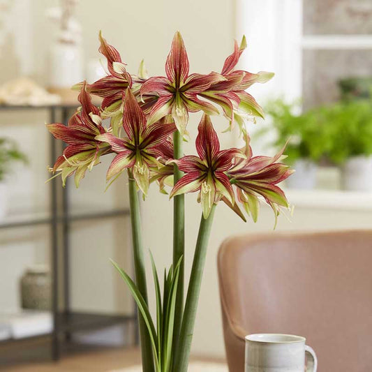 amaryllis mystica