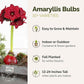 Amaryllis bulbs with red flowers and promotional text on a white background