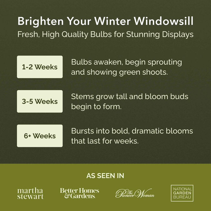 Promotional graphic for gardening bulbs with growth stages and brand endorsements.