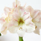 amaryllis pink wax