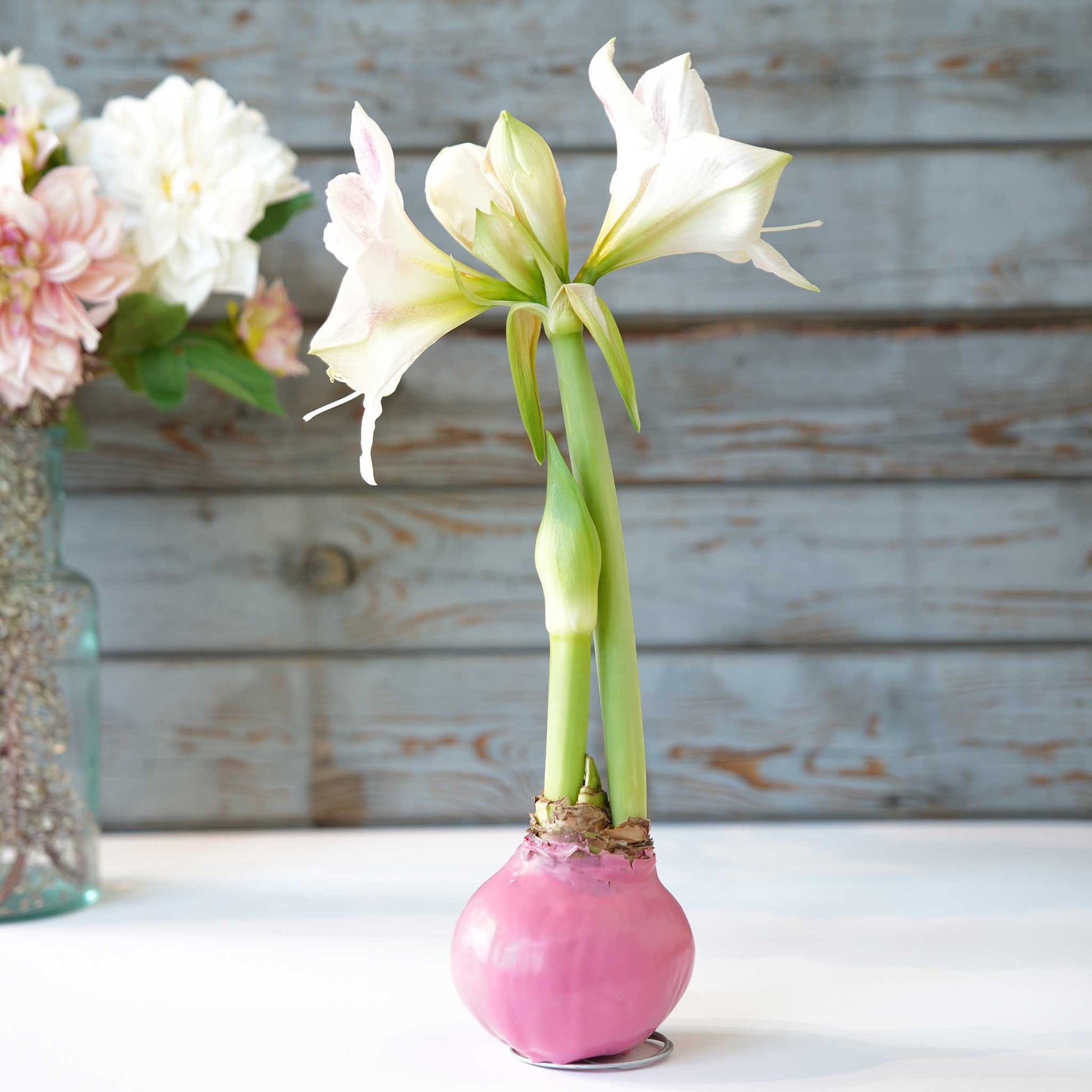 amaryllis pink wax