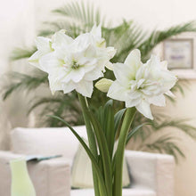 Amaryllis 'White Nymph' flower with multiple white petals.