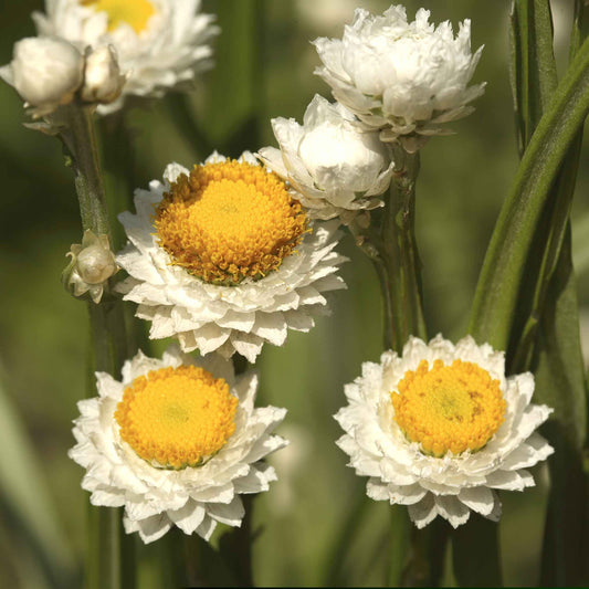White ammobium flowers with yellow centers on a blurred green background
