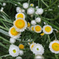 Close-up of white and yellow ammobium flowers with green leaves
