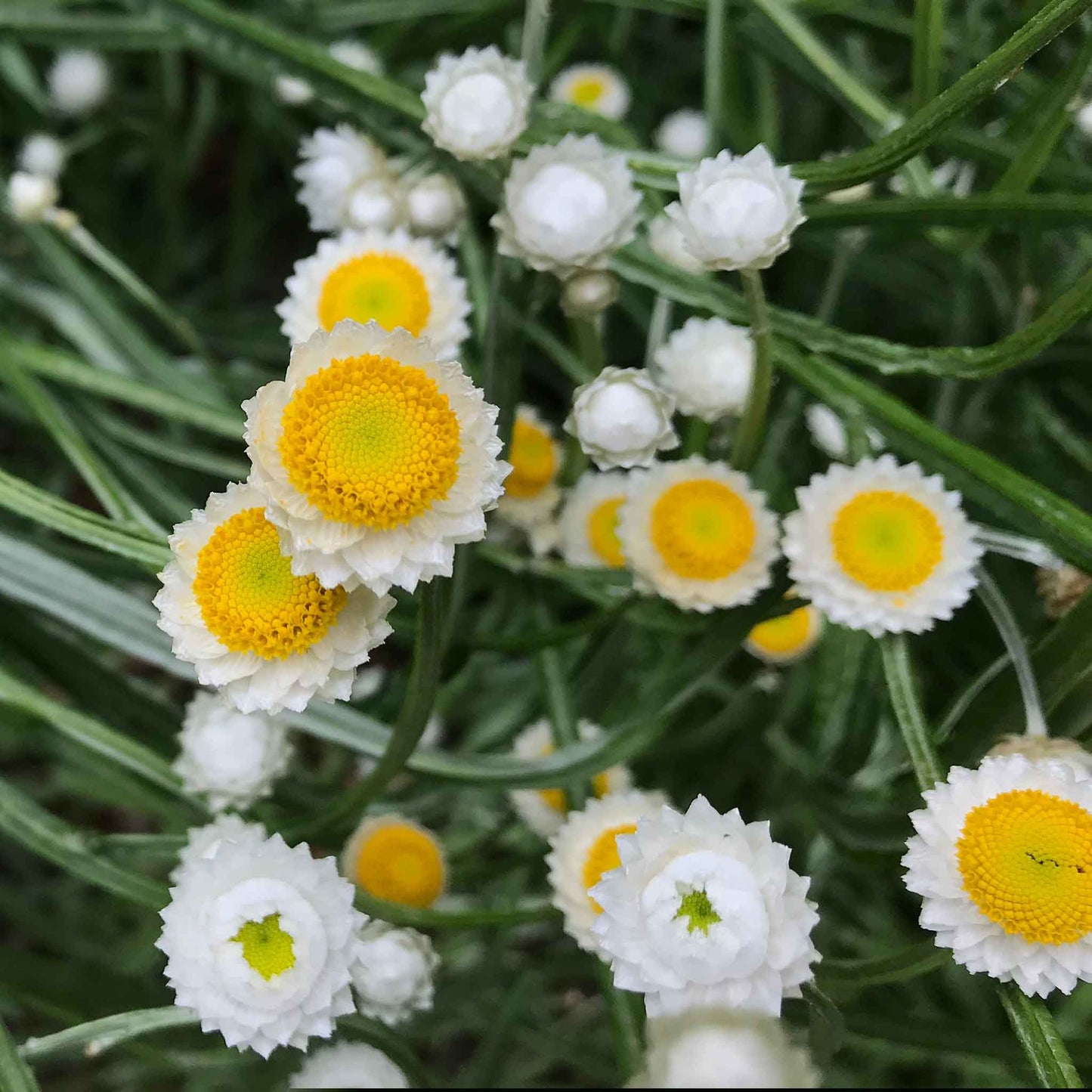 Close-up of white and yellow ammobium flowers with green leaves