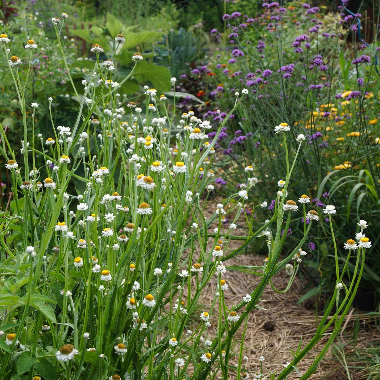 Garden with white ammobium flowers and green plants