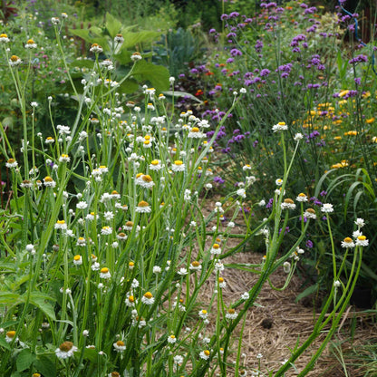 Garden with white ammobium flowers and green plants