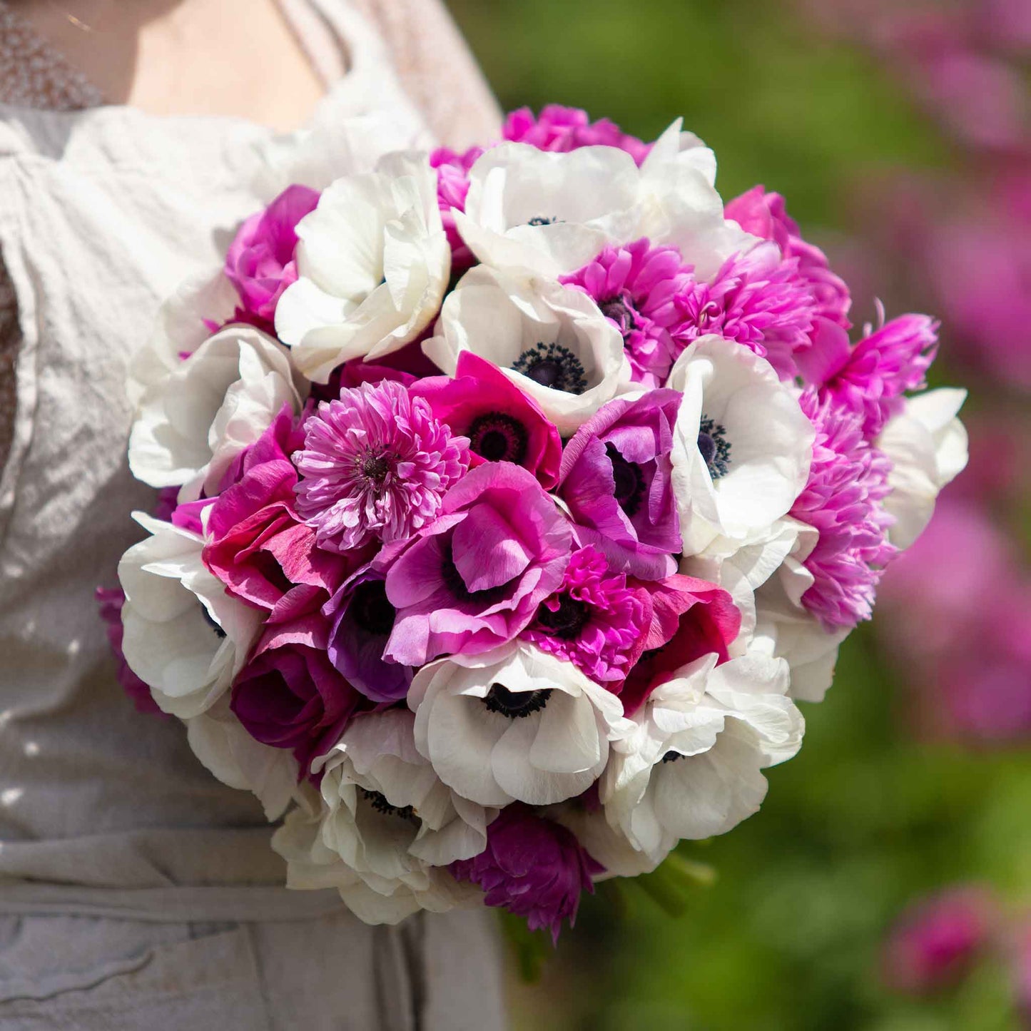 anemone adelines mix