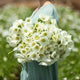 Anemone Bulbs - Albino