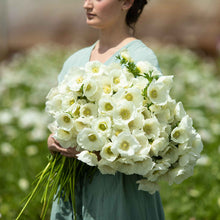 A boquet of Albino anemone flowers is held in womans hands showing off their white flowers.