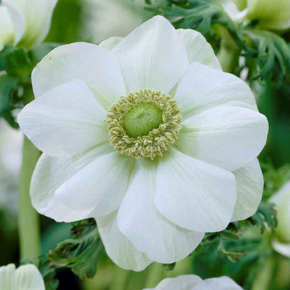 Close-up of a delicate white anemone flower with a dark center, showcasing its thin petals.