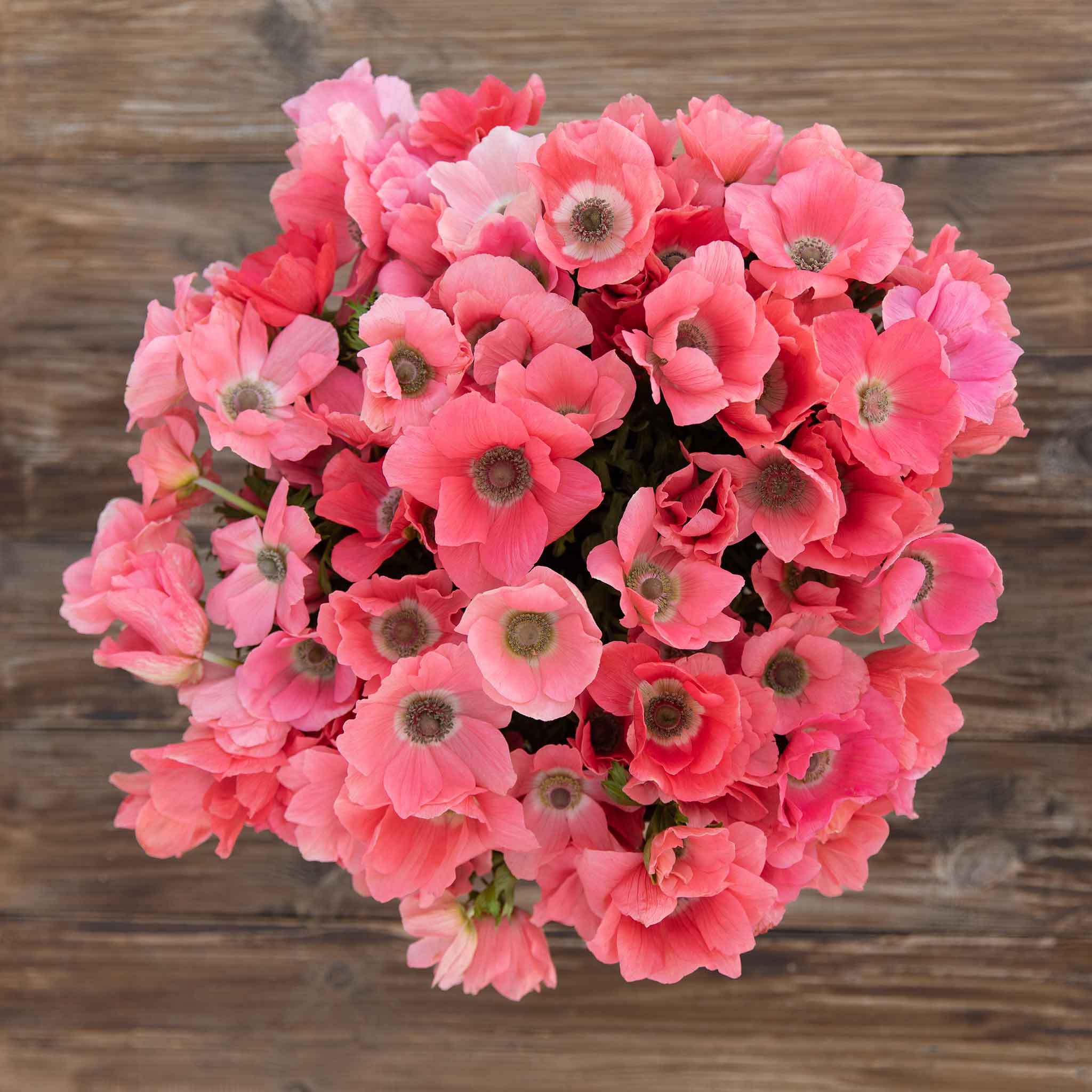 Bouquet of pink Anemone Barbie flowers on a wooden surface