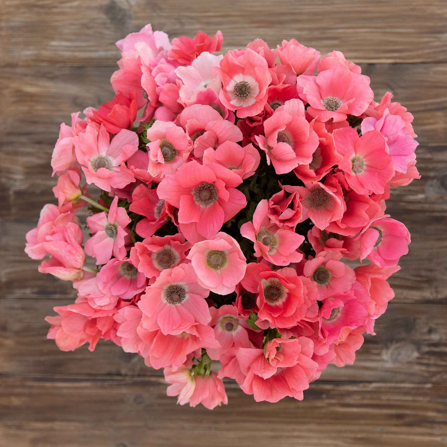 Bouquet of pink Anemone Barbie flowers on a wooden surface