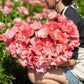 Person holding a large bouquet of pink Anemone Barbie flowers in a garden setting