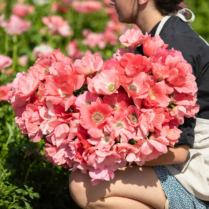Person holding a large bouquet of pink Anemone Barbie flowers in a garden setting