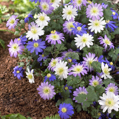  A close up of Anemone Blanda mix flowers, showcasing thier purple, pink and white flowers. 