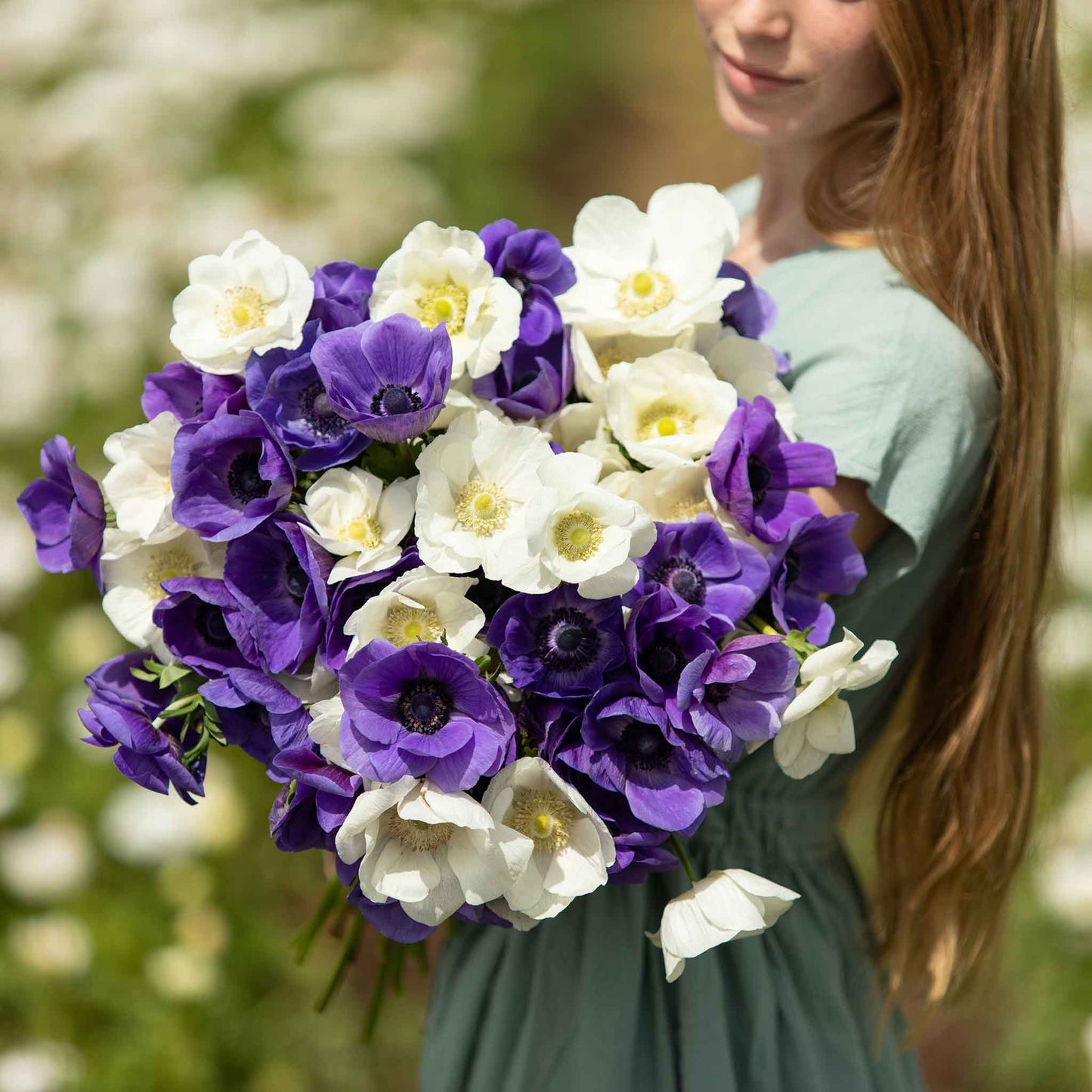 anemone cote d' azure mix