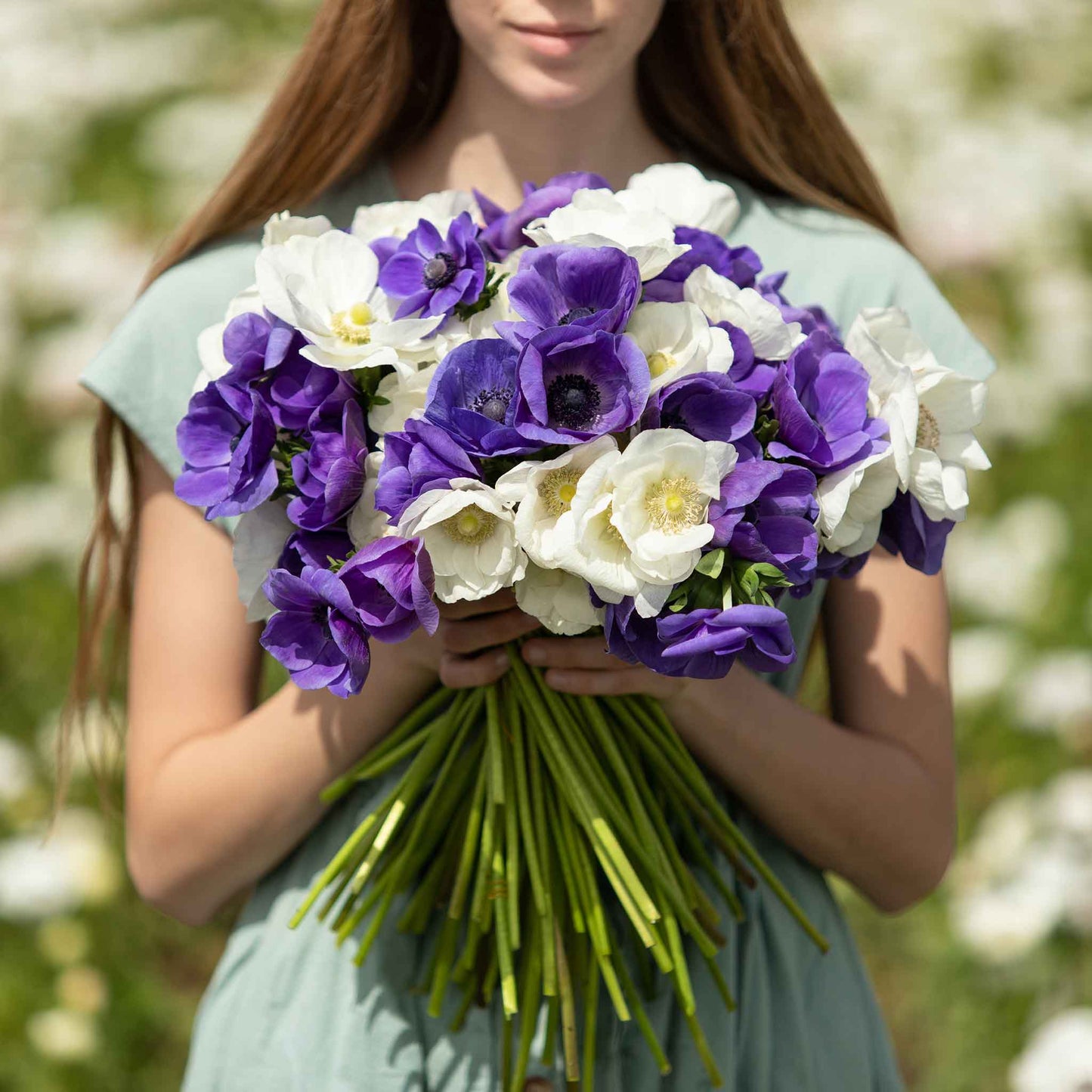 anemone cote d' azure mix