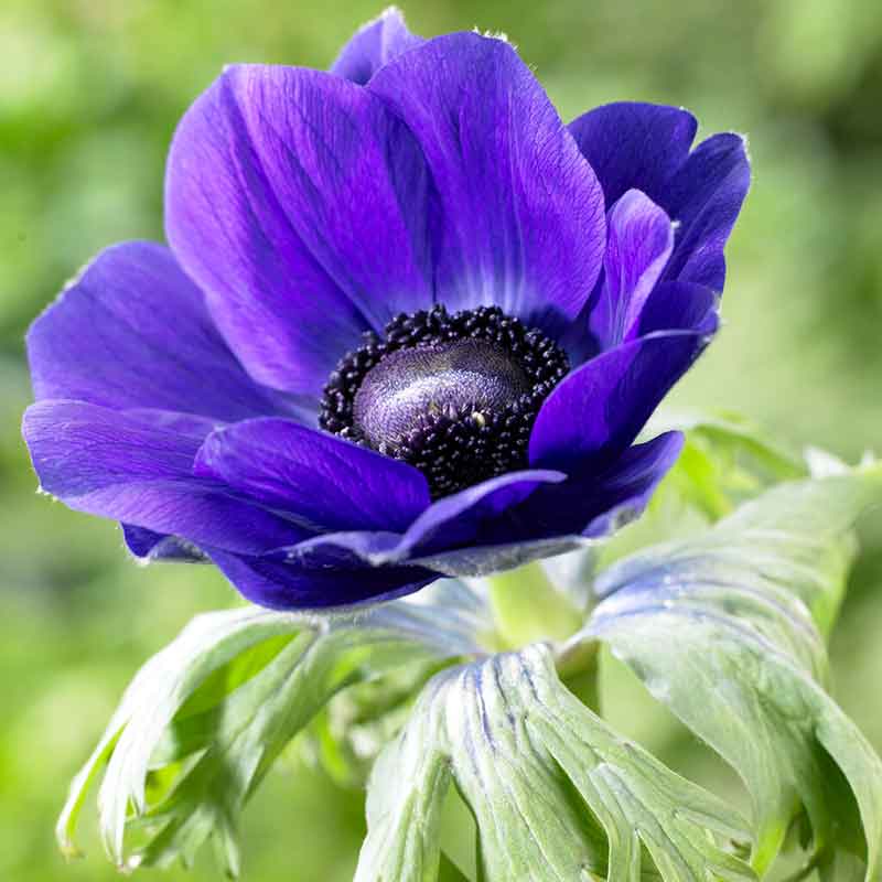 anemone blue